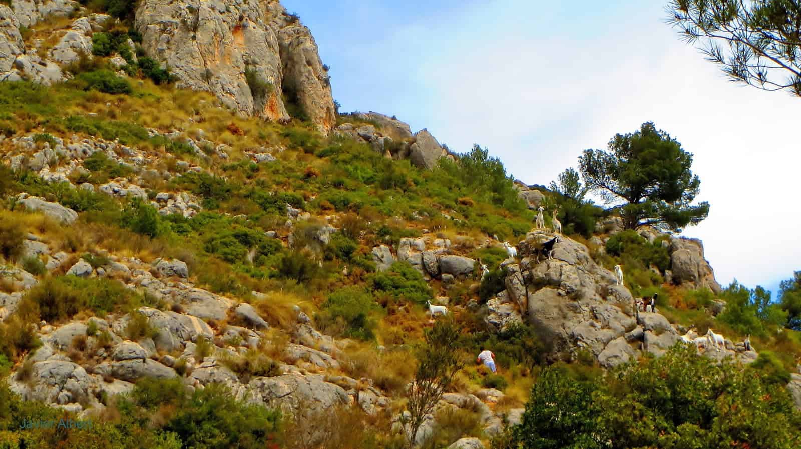 Cabras en La Sierra de Oltá