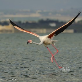 1405614825_Flamenco comun (Phoenicopterus roseus)