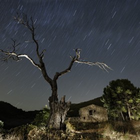 1406227370_el arbol de la noche