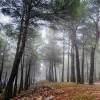 1406454500_niebla