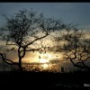 1406461887_ATARDECER ARBOLES