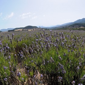 1406713152_campos de lavanda1