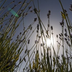 1406713370_campos de lavanda 2