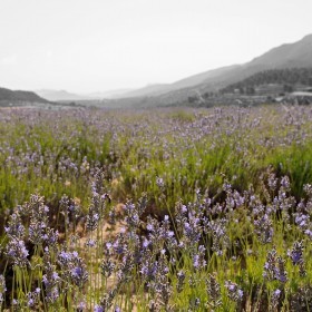 1406713449_campos lavanda 4