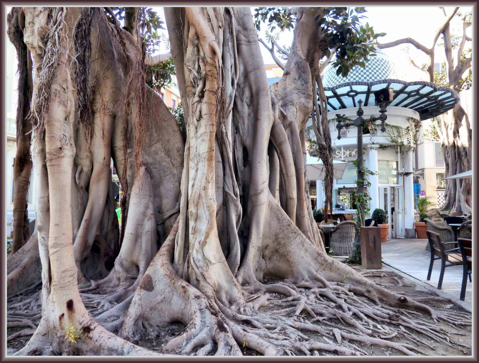 ficus plaza puerta de Elche