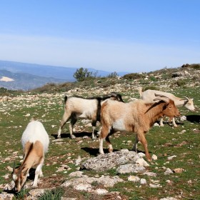 1435407740_montcabrer-cabras