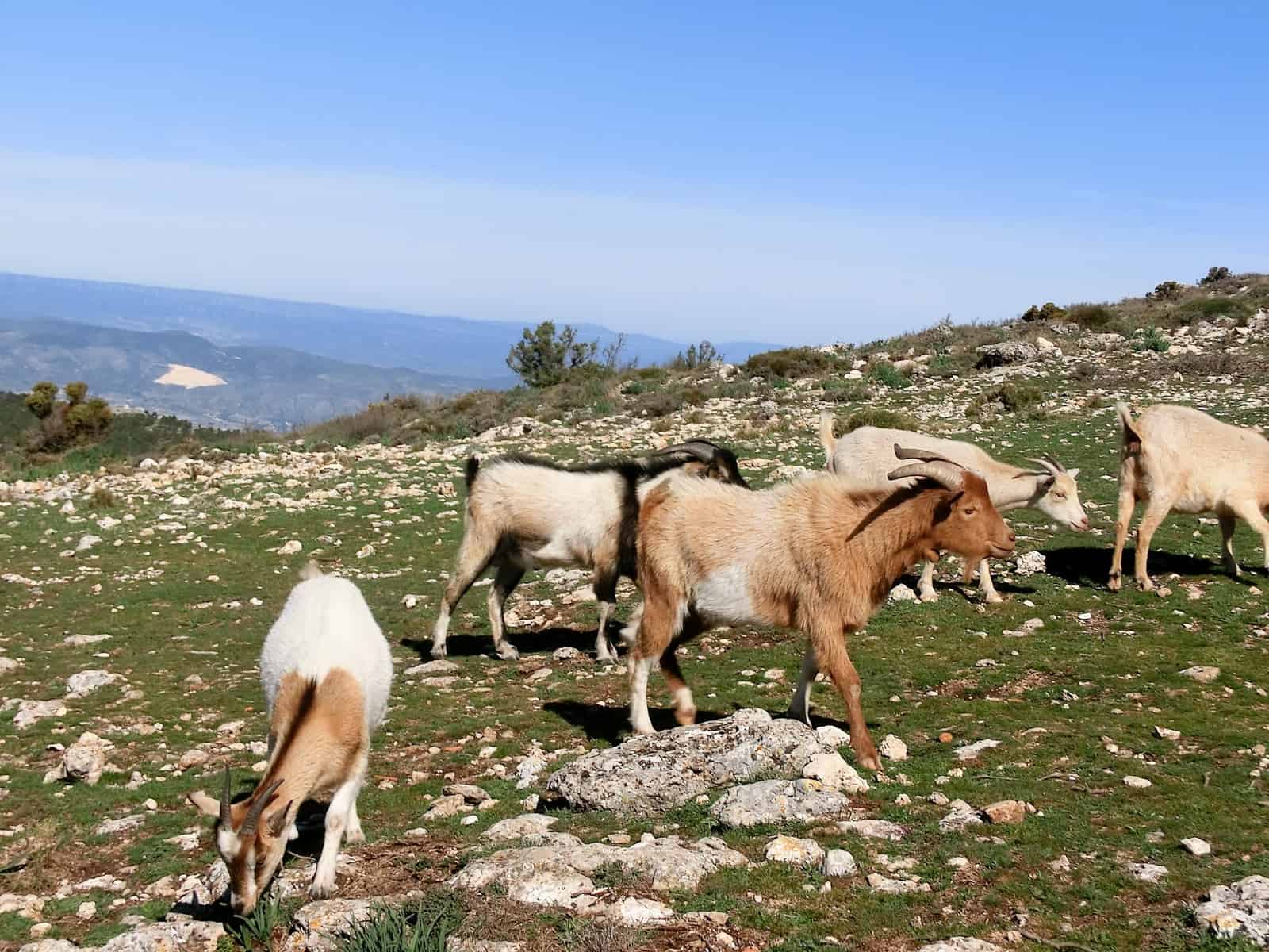 1435407740_montcabrer-cabras