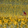 1437941194__0 girasoles 01