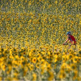 1437941194__0 girasoles 01