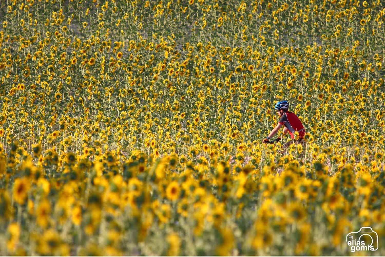 1437941194__0 girasoles 01