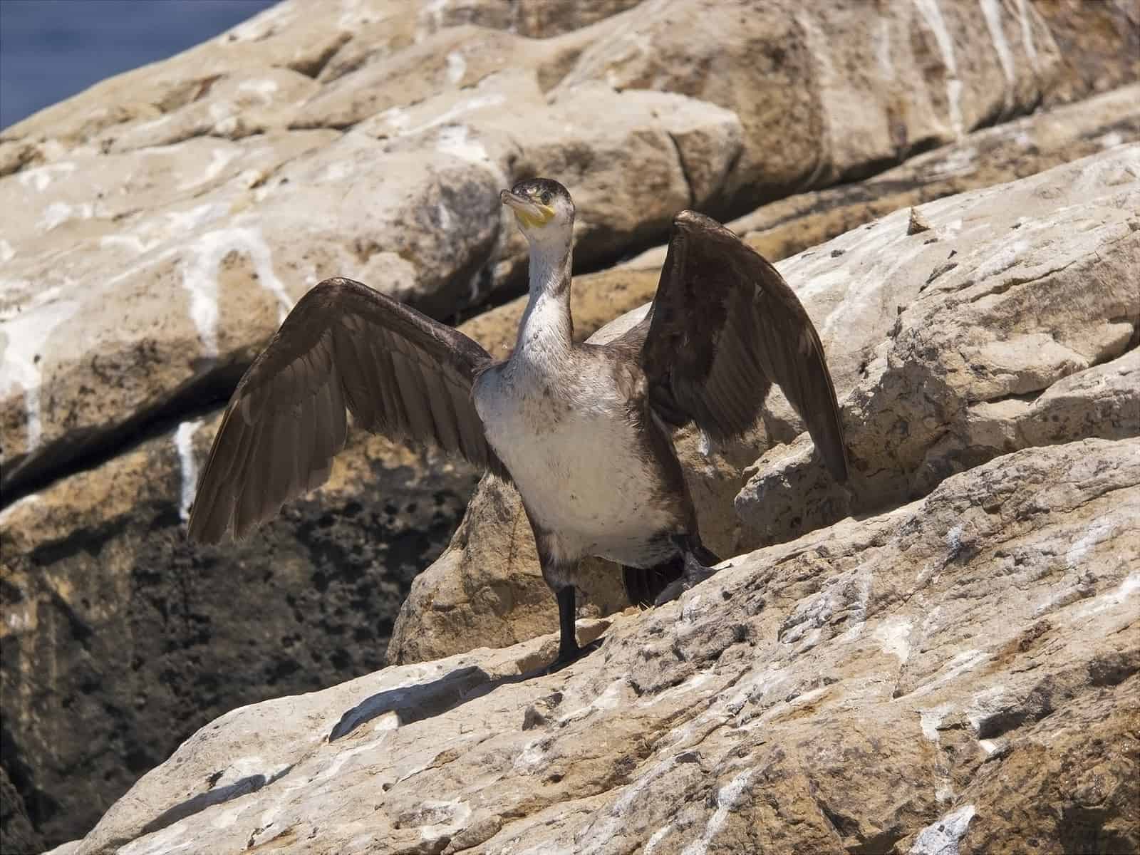 Camuflaje perfecto Enamorados de Alicante