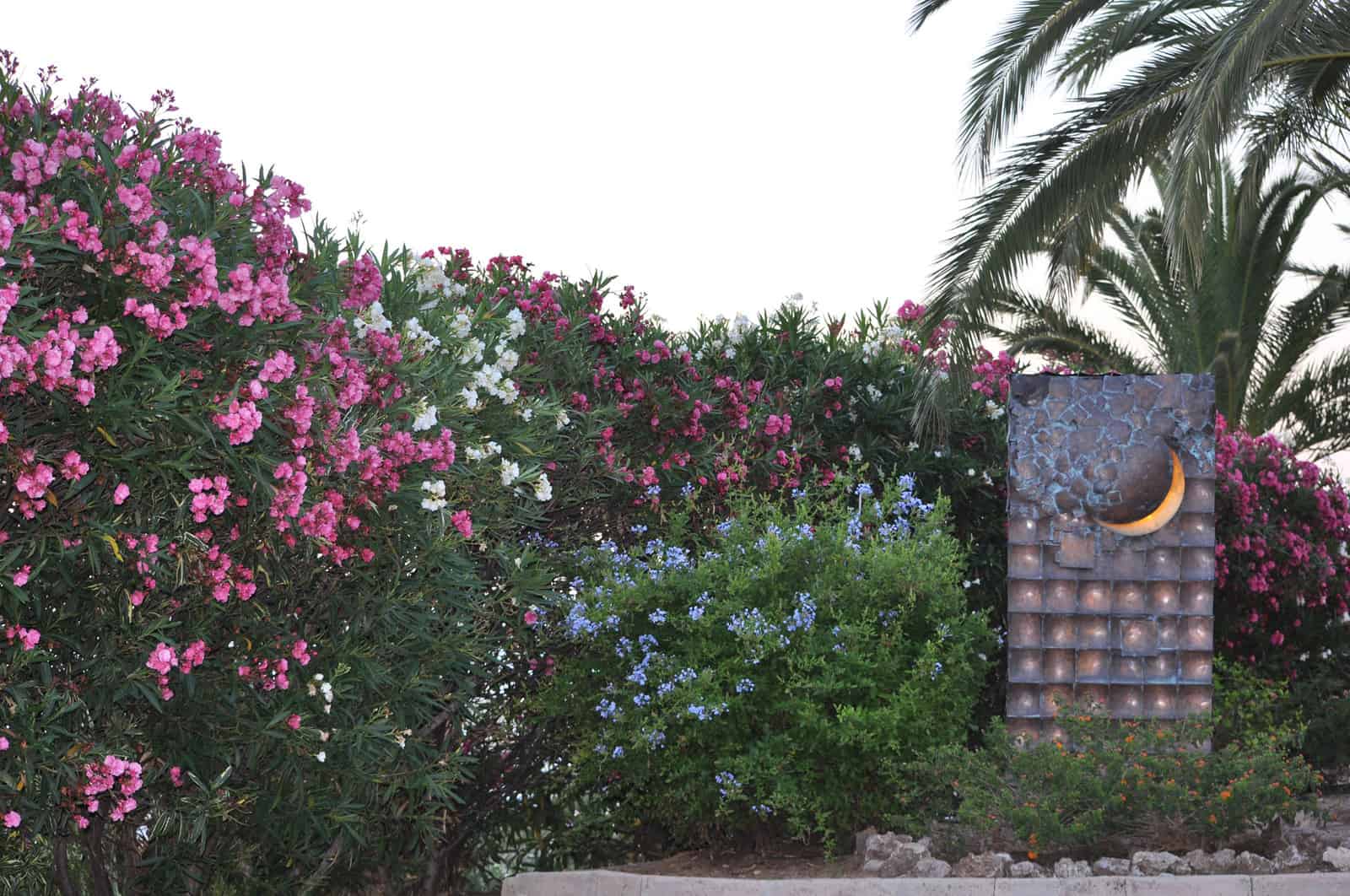 1471513910_Moon + oleander DSC_0042