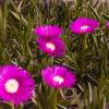 1493308620_flores rosadas_1