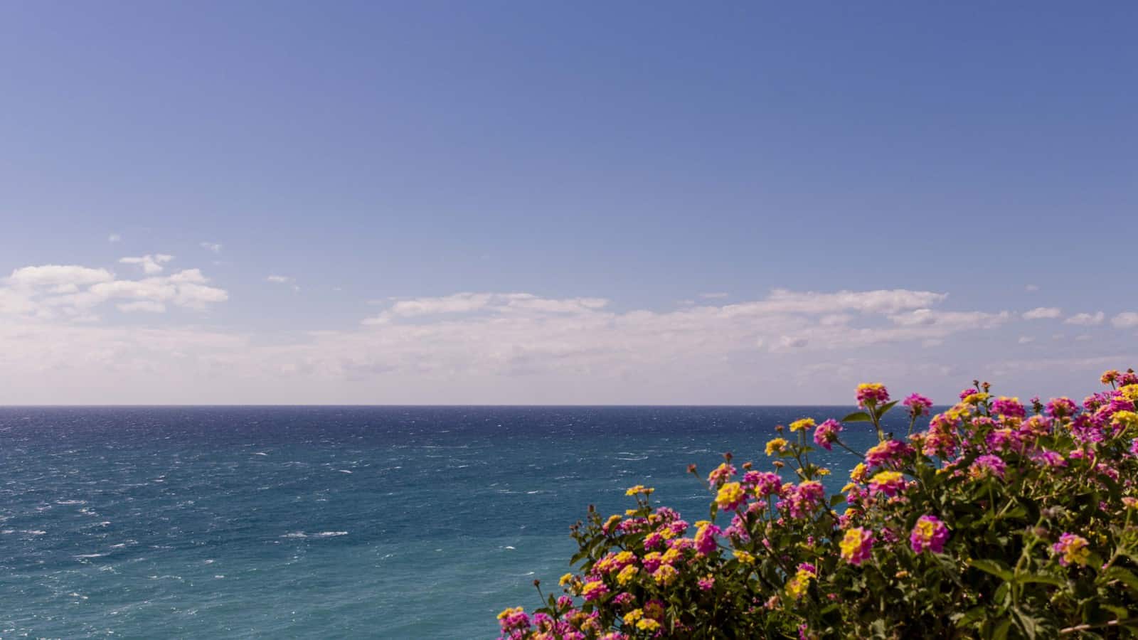 1495789886_flores frente al mar