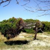 1496867009_ES Pinet2
