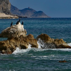 1500569598_Cormoranes,  Playa Tio Roig