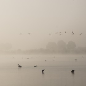 1503485284_flamencos