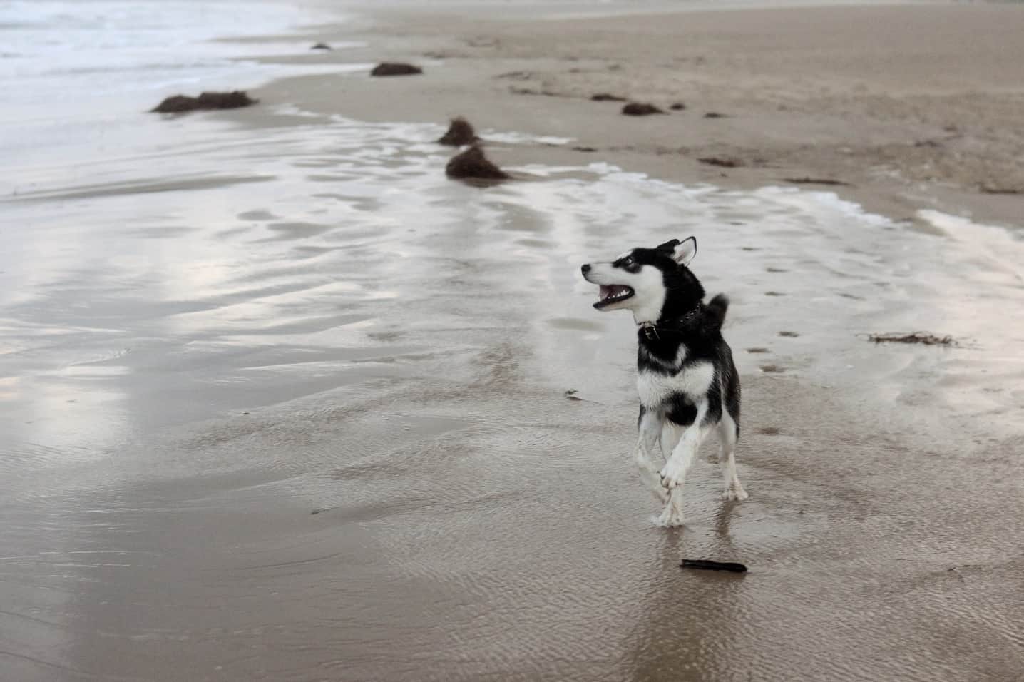 1504344993_Husky en la playa