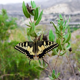 1504972699_mariposa amarilla