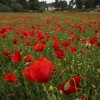 1527707030_campo de amapolas