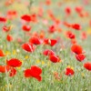 Spring fields in Cocentaina Alicante Spain