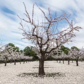 1529000029_almendros enamo (1 de 1)