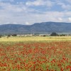 1529820831_Campo de mirra y la sierra de benejama