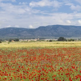 1529820831_Campo de mirra y la sierra de benejama