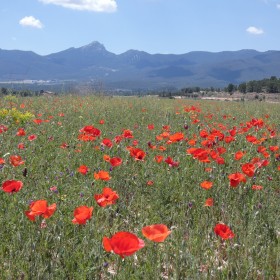 1556636863_Maigmo con amapolas abril 2019 - Bea