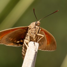 1558002168_Insecto agosto 2018 Bea Lutje Schipholt