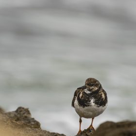 1601045706_Vuelvepiedras (Arenaria interpres)