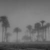 1604164488_niebla palmeras