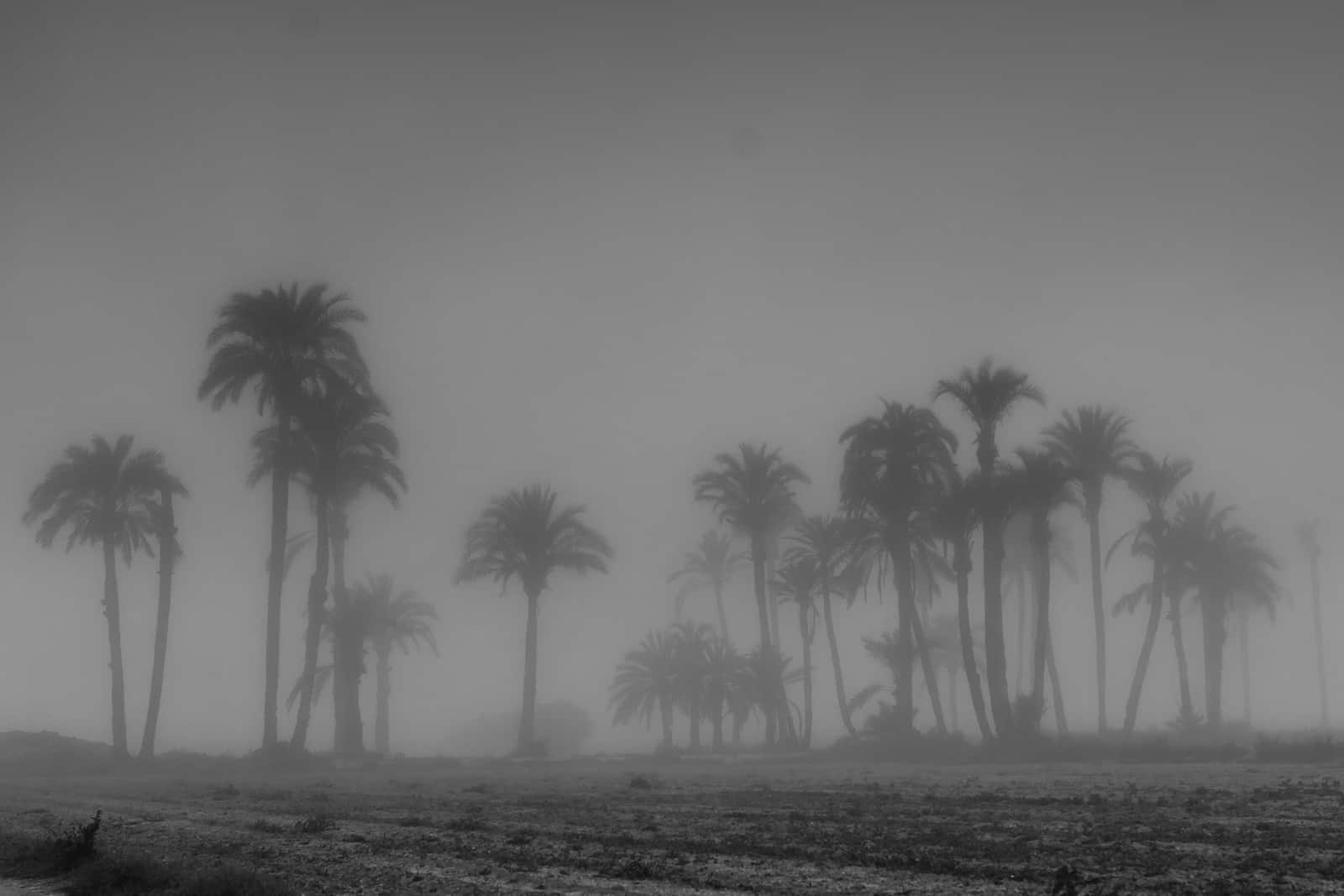 1604164488_niebla palmeras