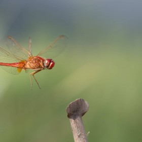 1633111003_libelula en vuelo