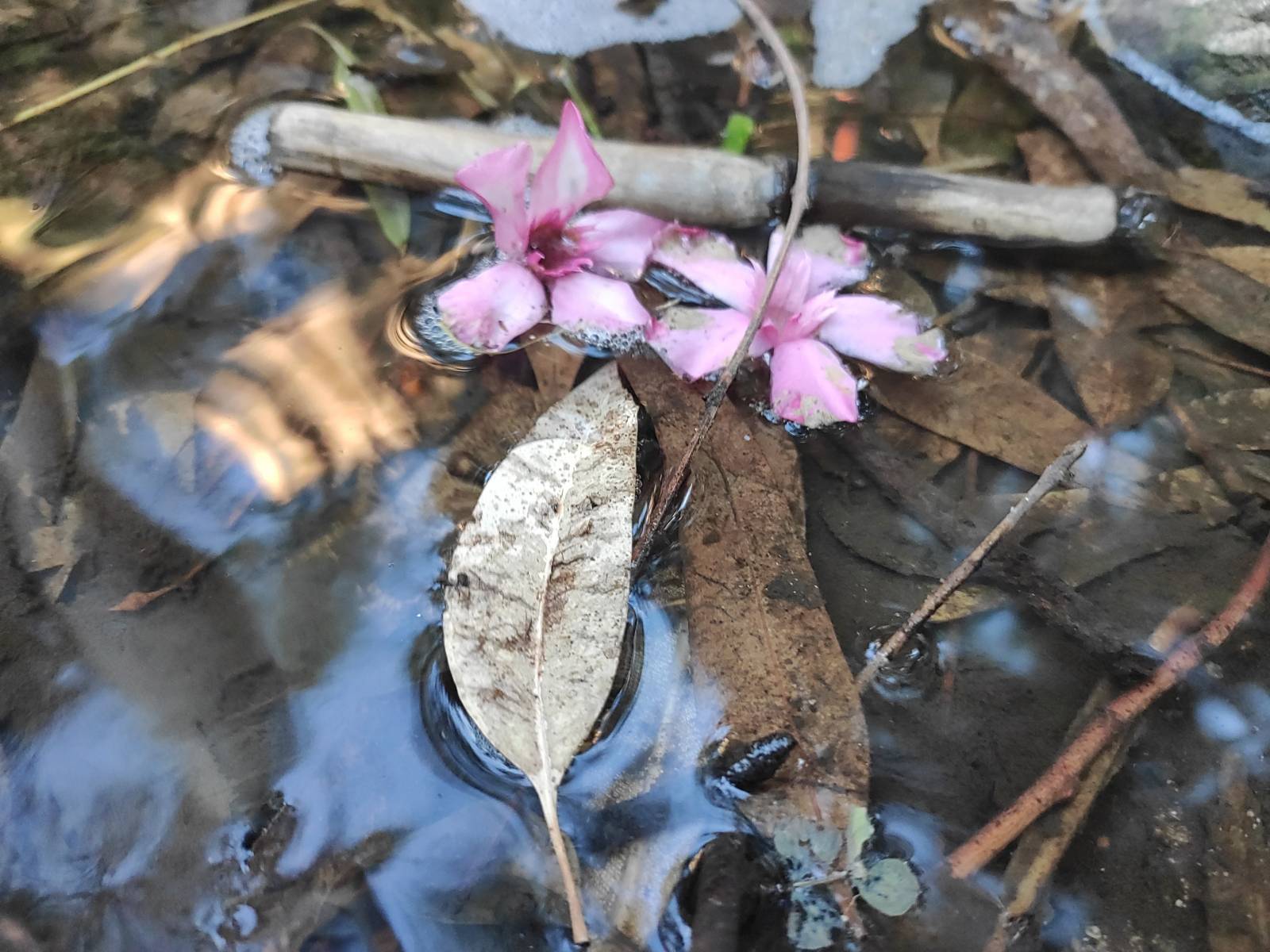 1661033881_flores muertas