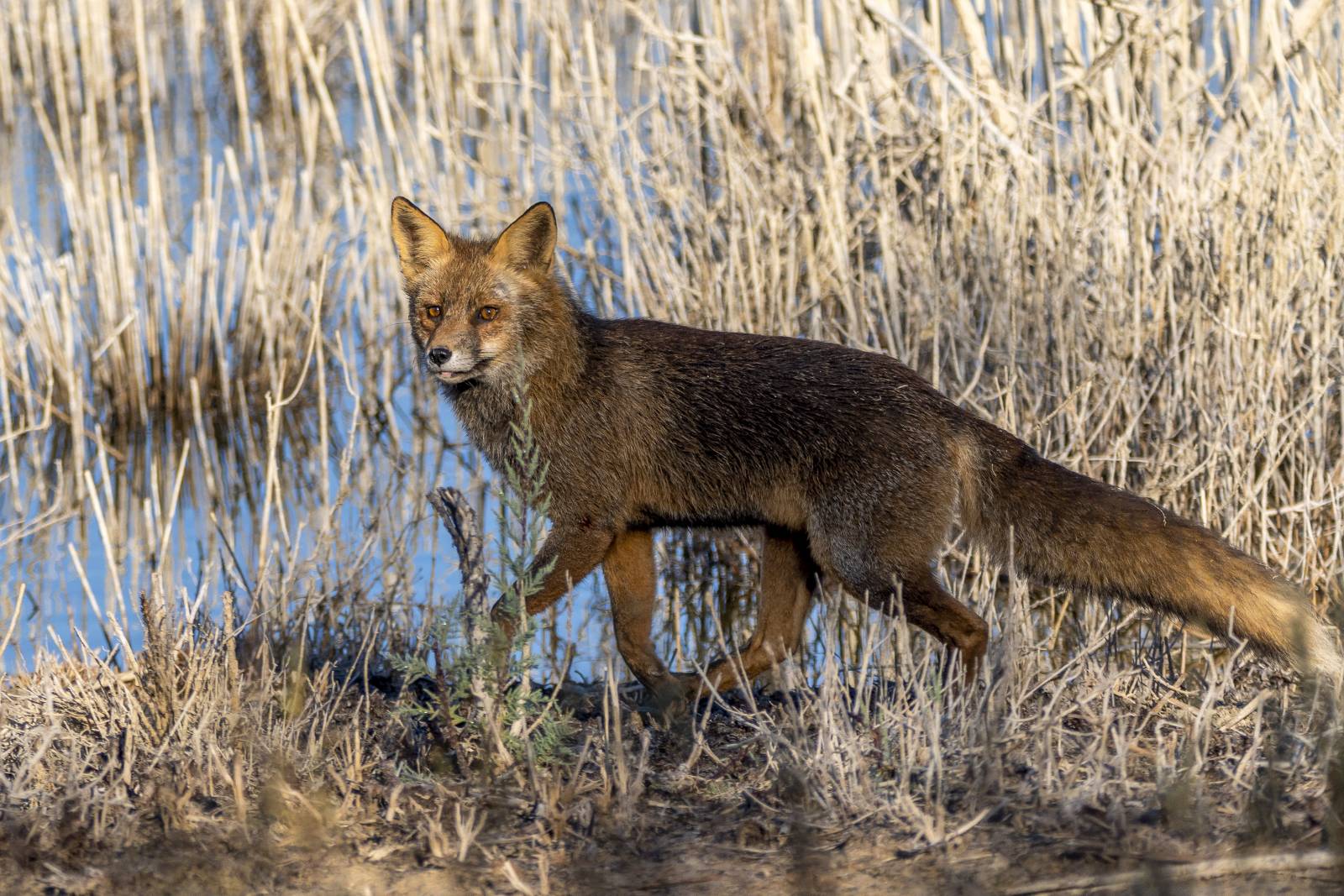 1661182546__DSC4846_El zorro