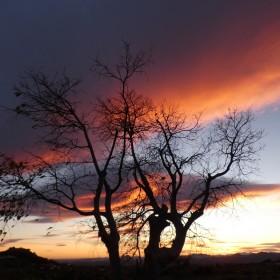 1678265629_Atardecer con arbol