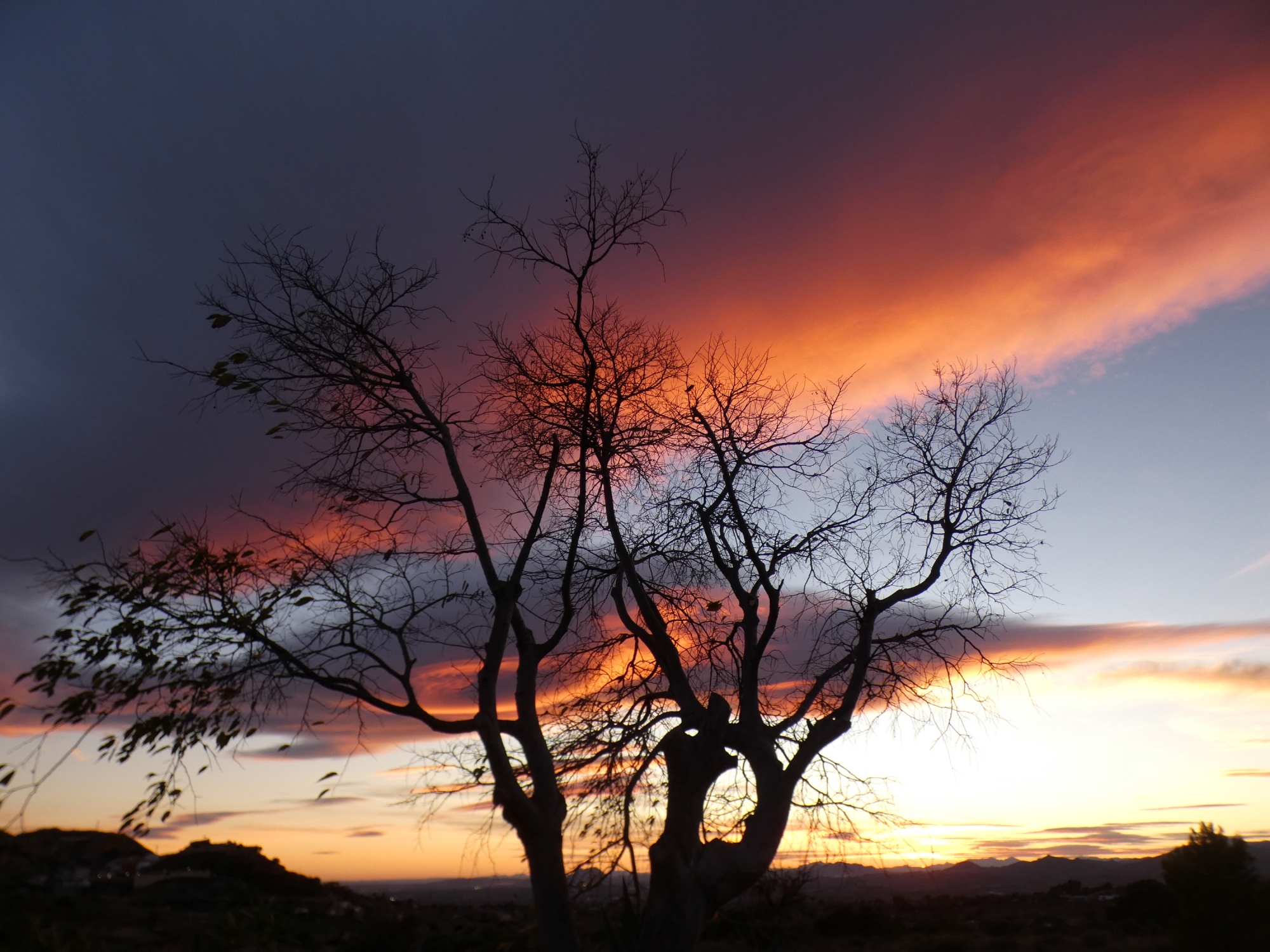 1678265629_Atardecer con arbol