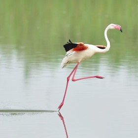 1682200124_flamingo (25)