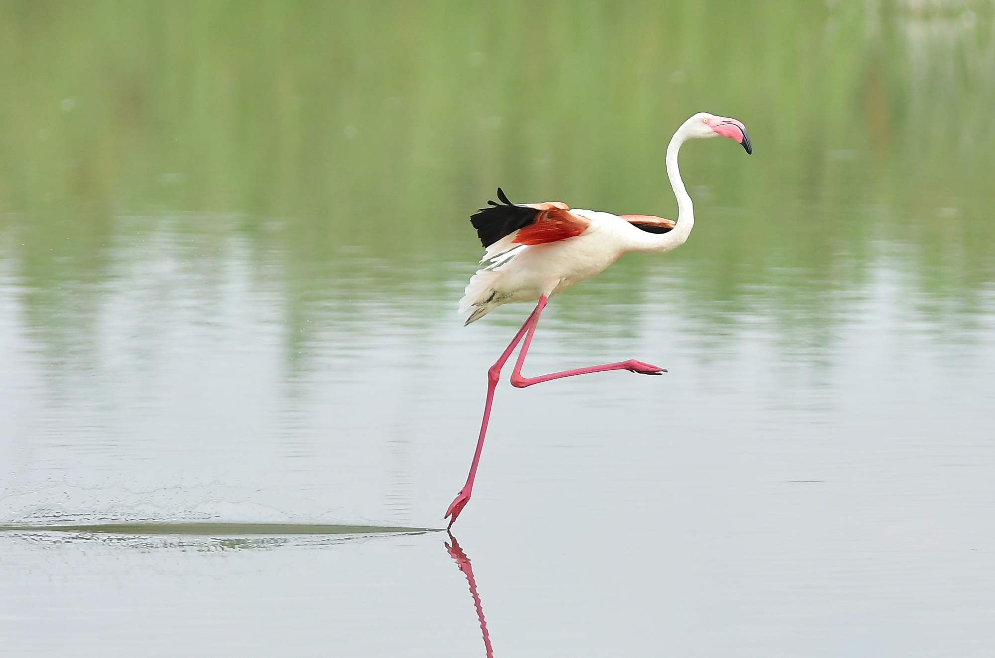 1682200124_flamingo (25)