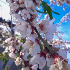 1680555966_flor de almendro