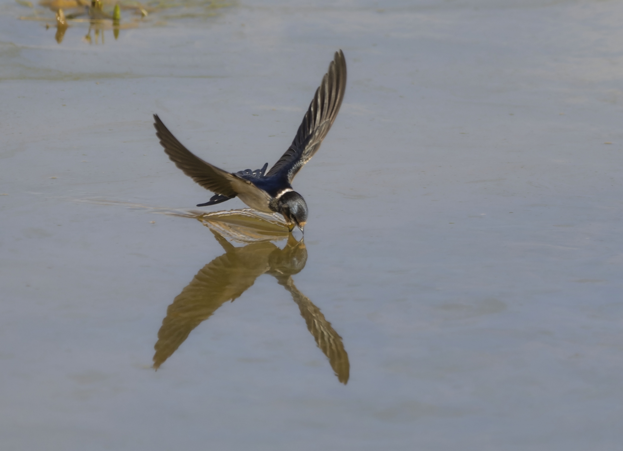 1682675436_golondrina