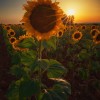 1684607211_Entre girasoles