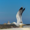 1684871290_Gaviota y Faro de Tabarca