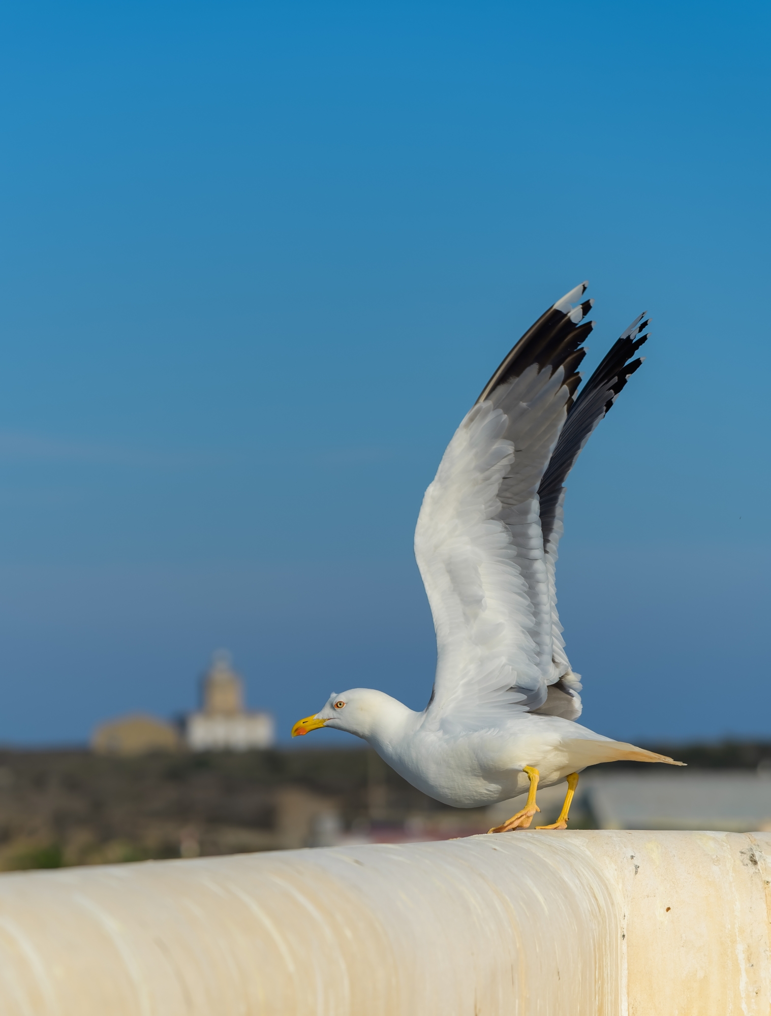 1684871290_Gaviota y Faro de Tabarca