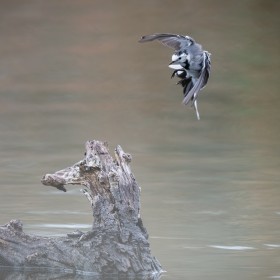 1685133098_lavandera aterrizando entre la bruma 4