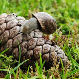 1685268247_Caracol