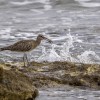 1685310640_Zarapito trinador en la costa