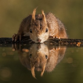 1684173855_ardilla bebiendo