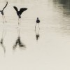 1708527029_Bailando con sus reflejos